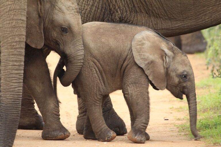 addo-elephant-park