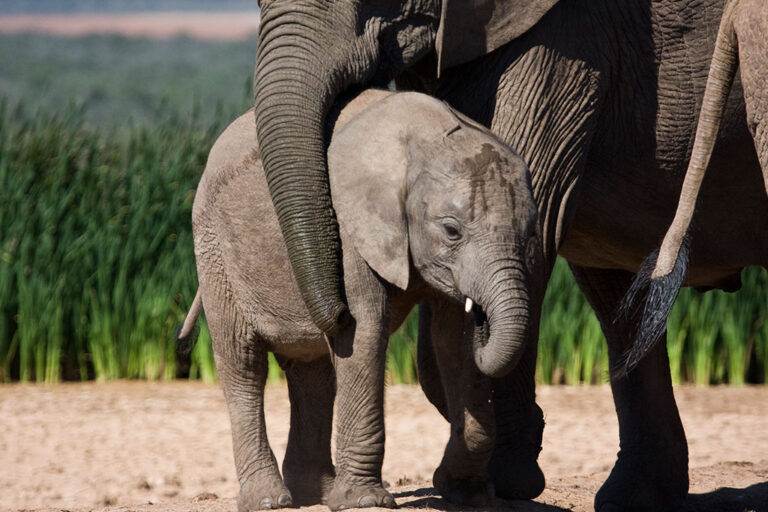 addo-elephant park