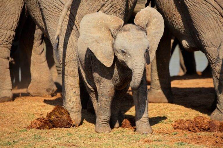 A cute baby African elephant (Loxodonta africana), Addo Elephant National Park, South Africa