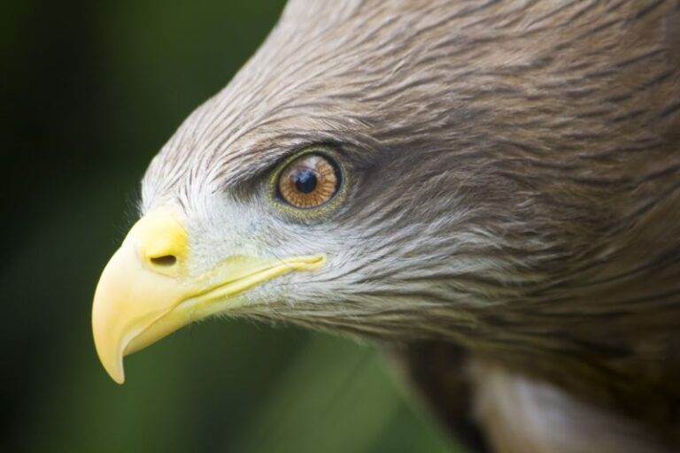 bird-watching-tour-addo-park