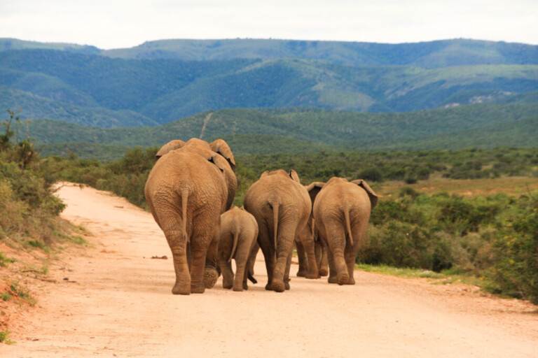 family-of-elephants-from-behind-2022-11-16-17-07-26-utc