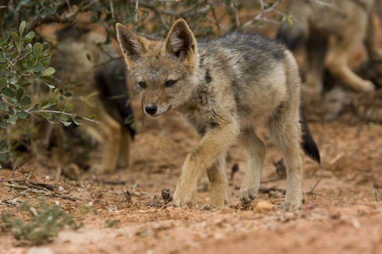 jackal-baby-addo-elephant-park