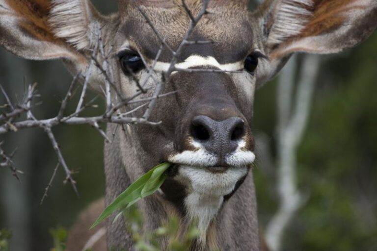 kudu