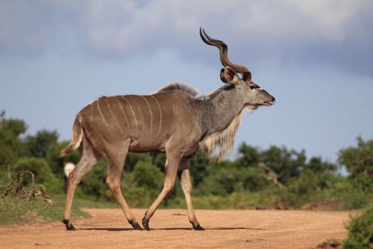 kudu-addo-elephant-national-park