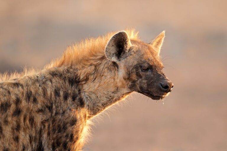 Spotted hyena - Addo Elephant National Park